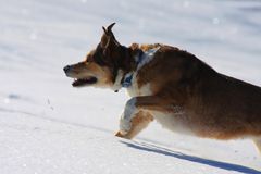 Snow Dog