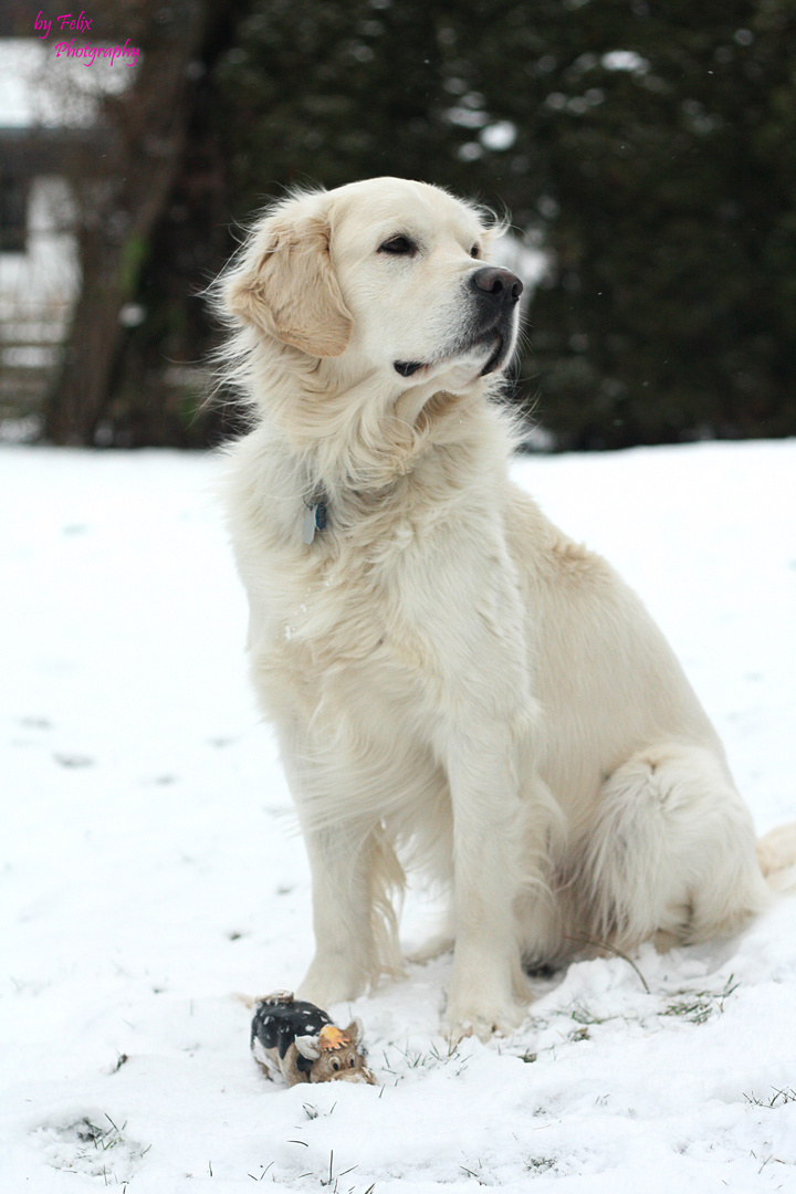 Snow - Dog
