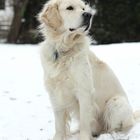 Snow - Dog