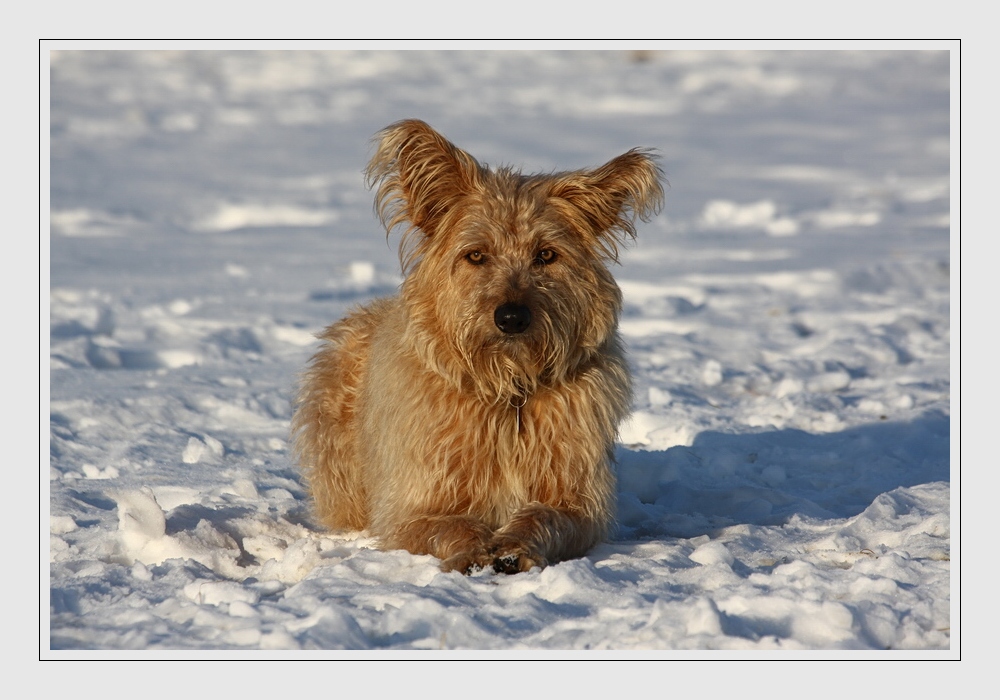 Snow-Dog