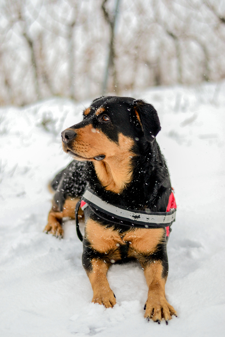 Snow Dog