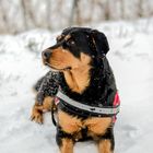 Snow Dog