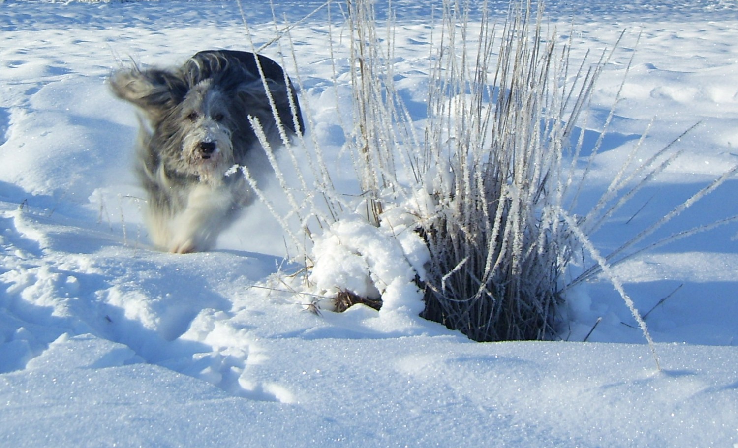 SNOW DOG