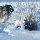 SNOW DOG