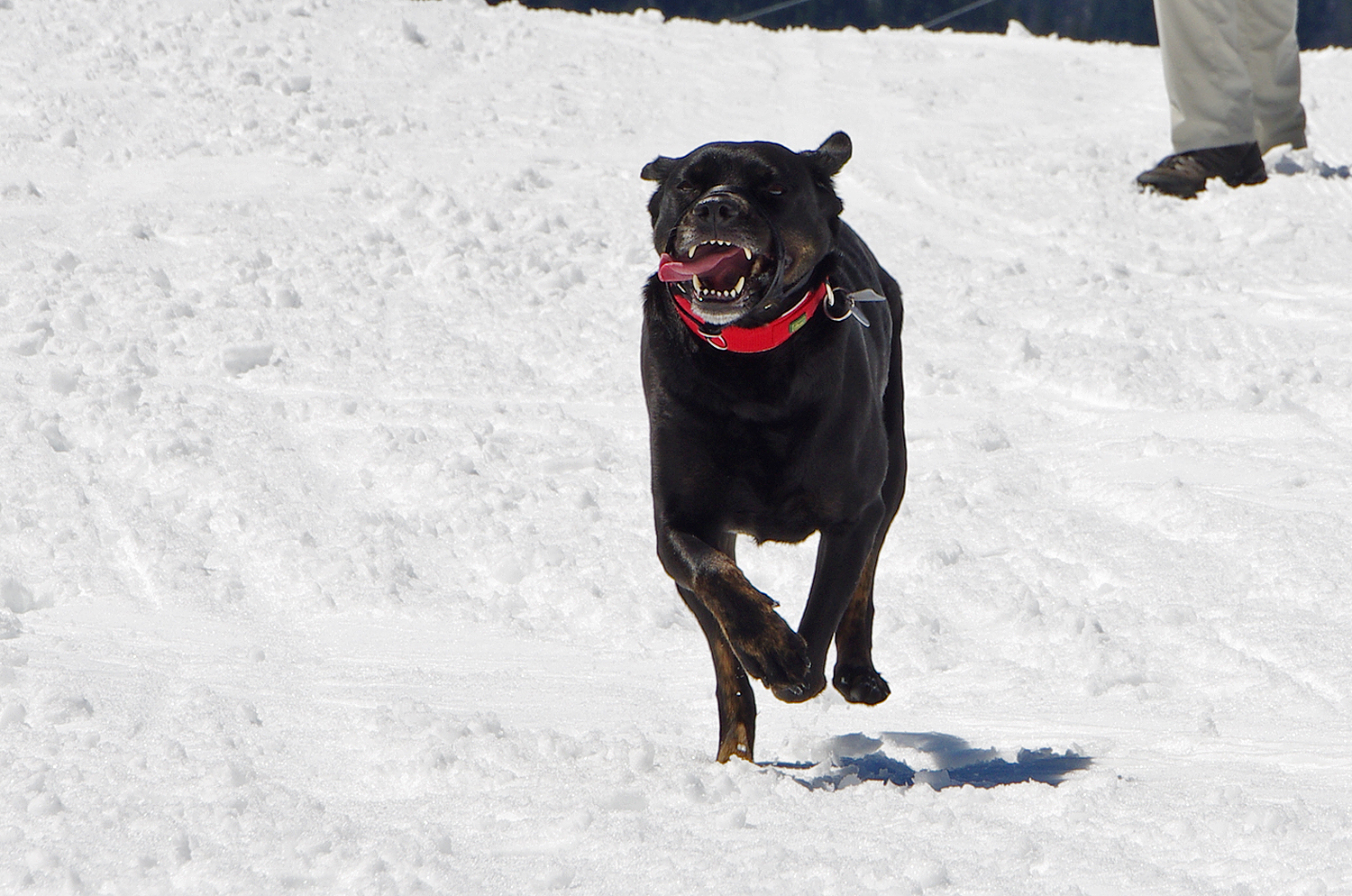 Snow Dog