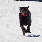 Snow Dog