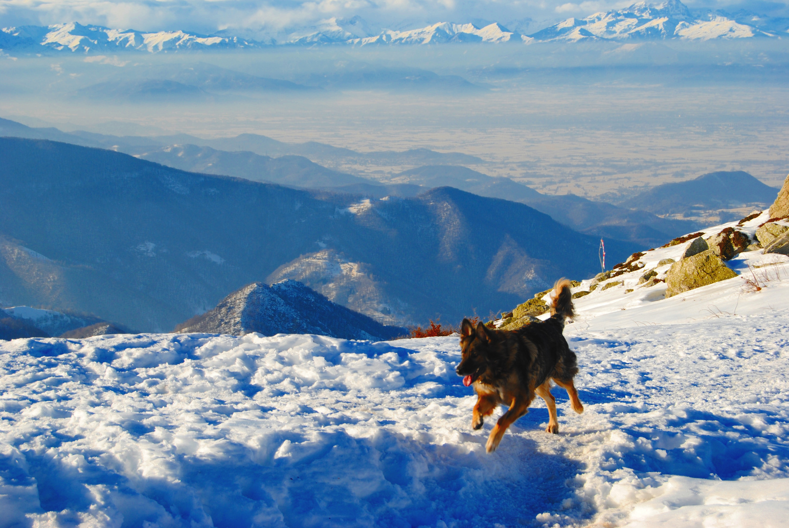 Snow dog