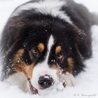 Snow Dog