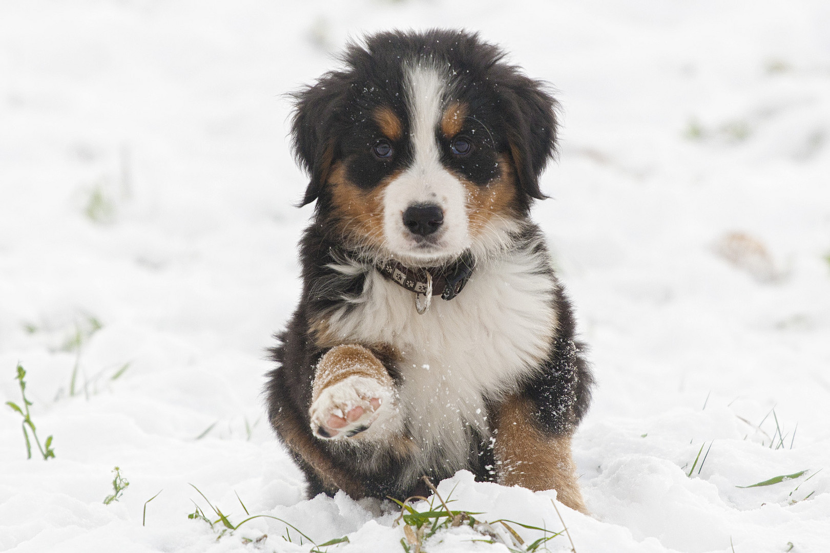 Snow Dog