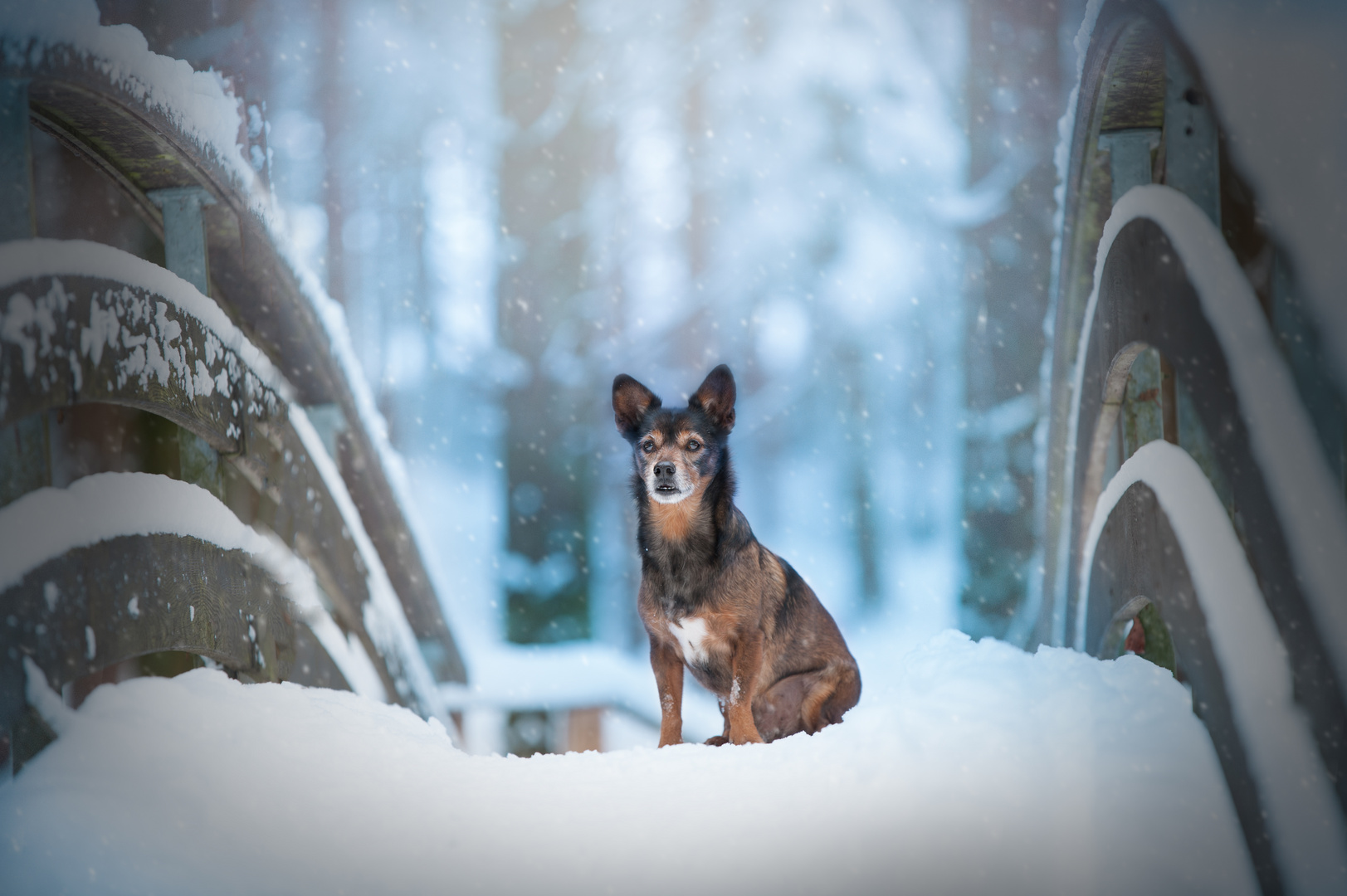 Snow-Doggy