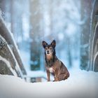 Snow-Doggy