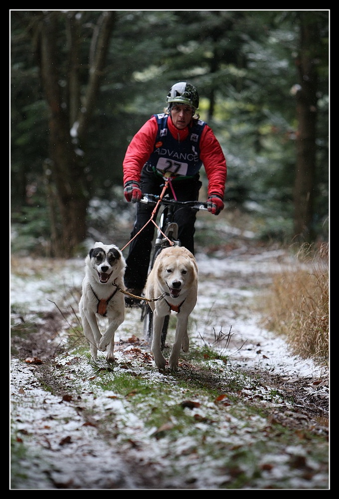 Snow-Dogs