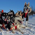 Snow Dogs, 24 Pfoten unterwegs von.....