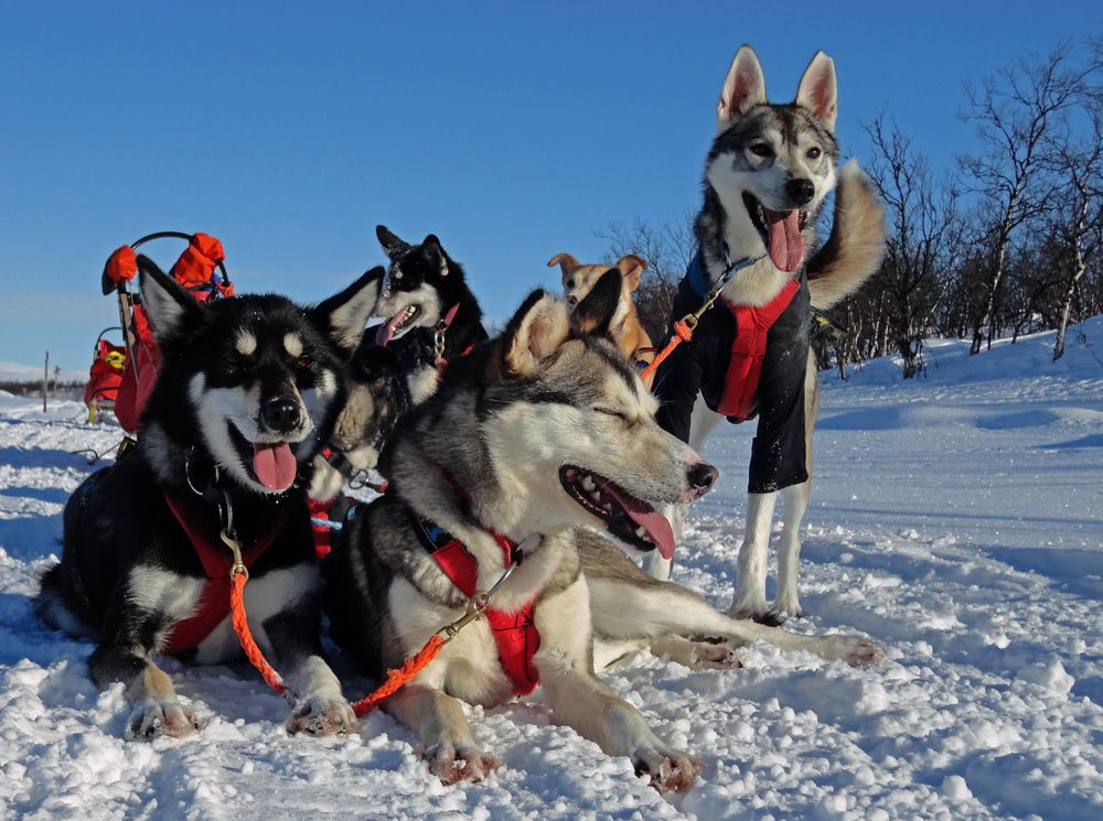 Snow Dogs, 24 Pfoten unterwegs von.....