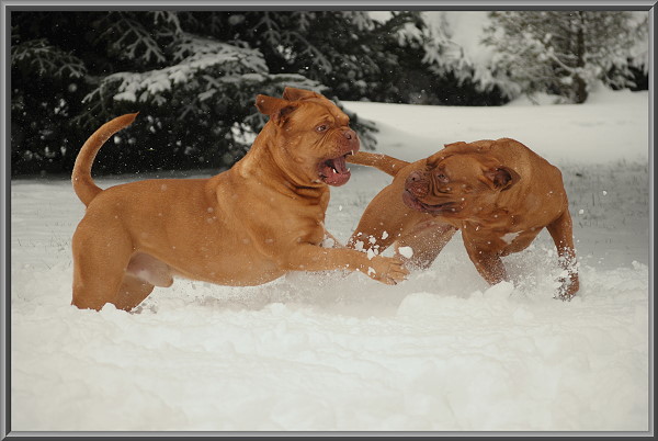snow dogs