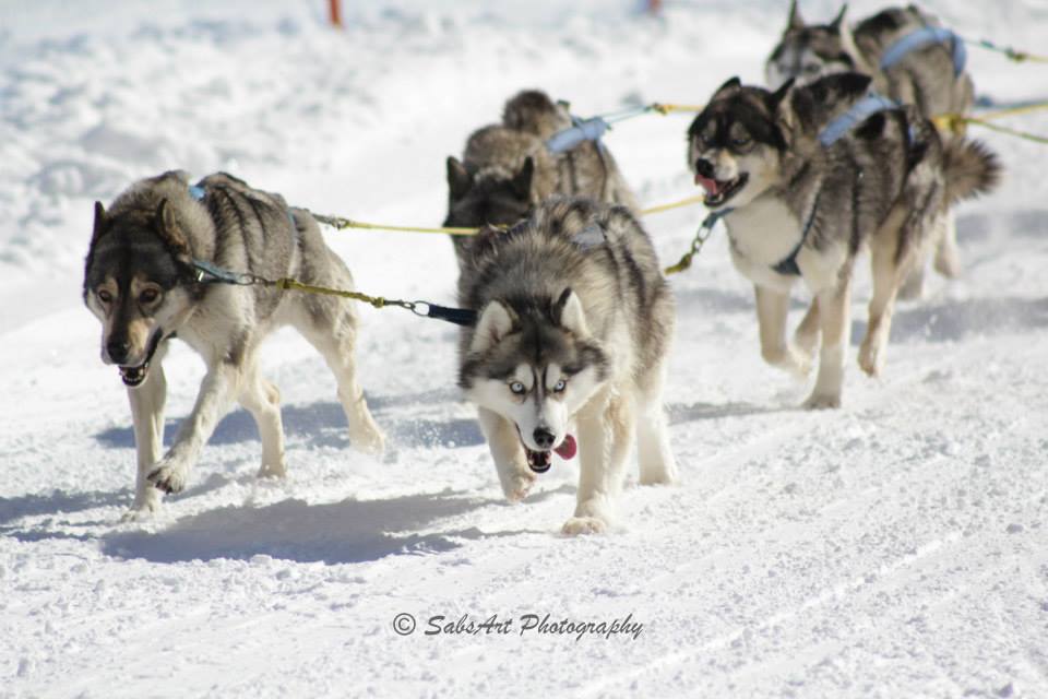 Snow Dogs