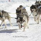 Snow Dogs