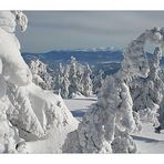 snow dressed trees