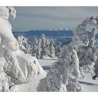 snow dressed trees