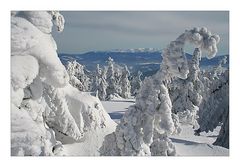 snow dressed trees