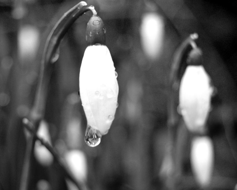 Snow Drop