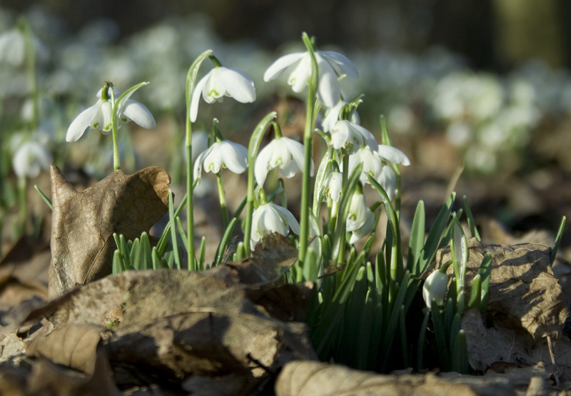 Snow Drops