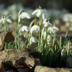 Snow Drops