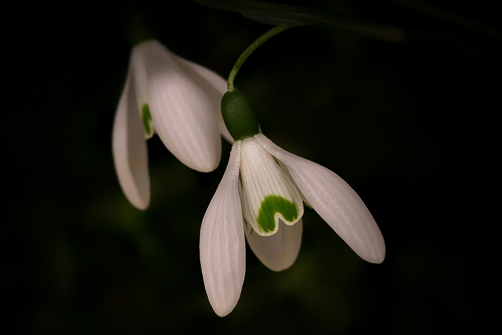 Snow-drops...