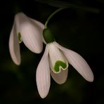 Snow-drops...