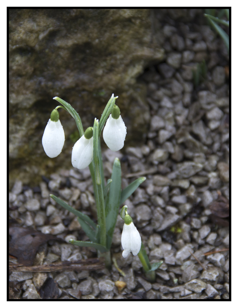 Snow Drops