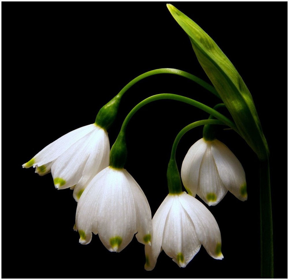 SNOW DROPS..SPRING IS HERE