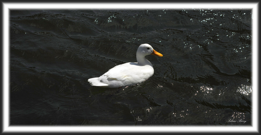 Snow Duck