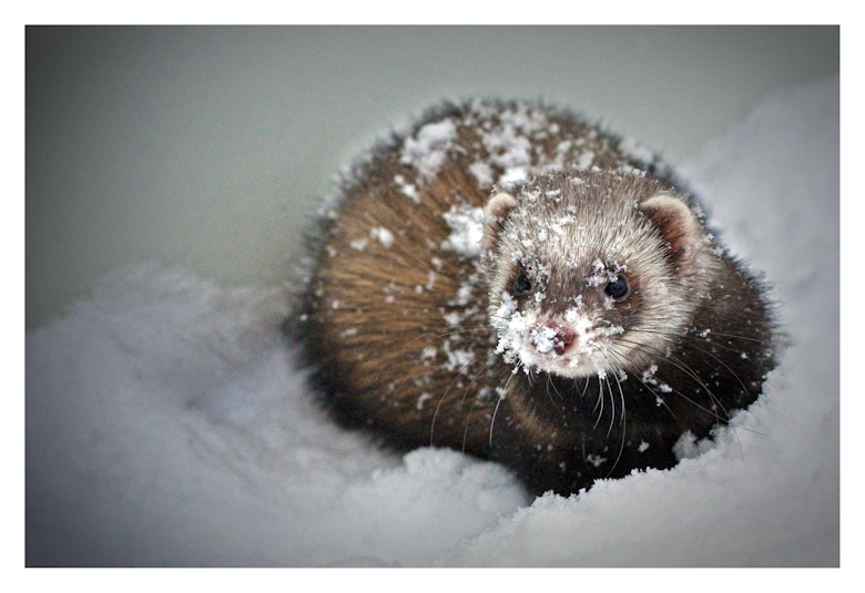 Snow Face