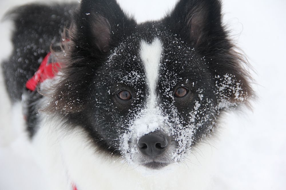 Snow-Face