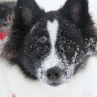 Snow-Face