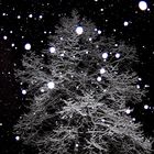snow falling on a winter tree