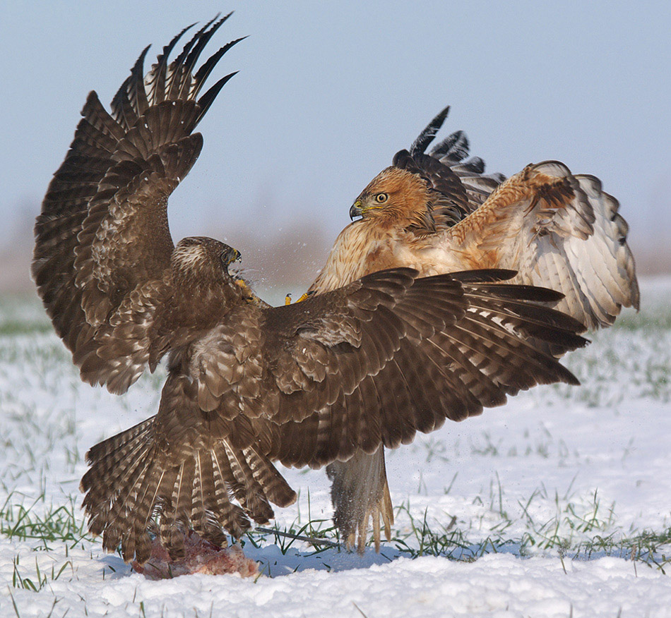 Snow Fighters