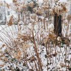 Snow flower