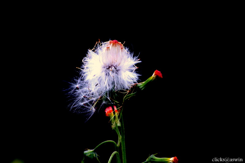 Snow flower