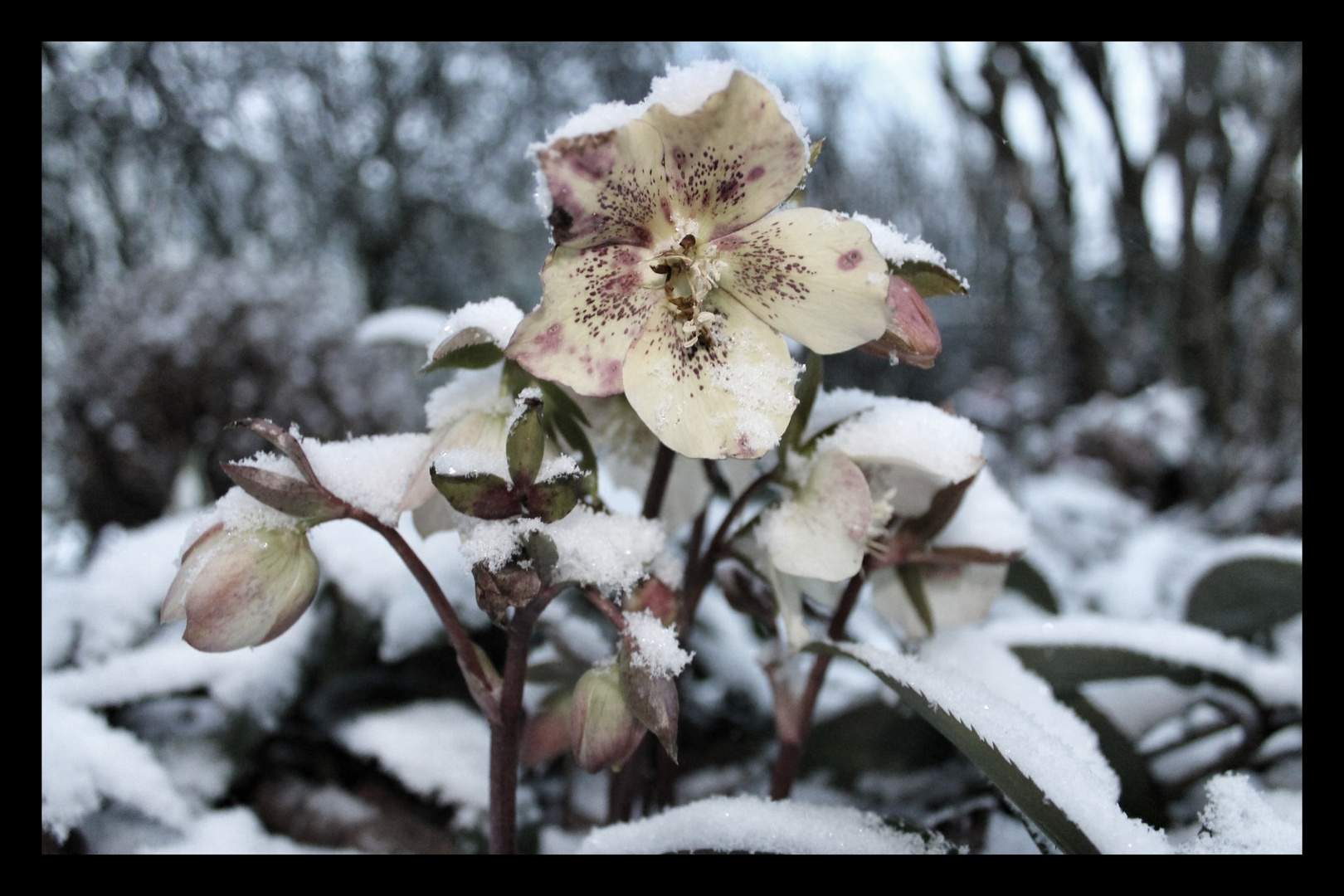 Snow flower