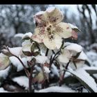 Snow flower