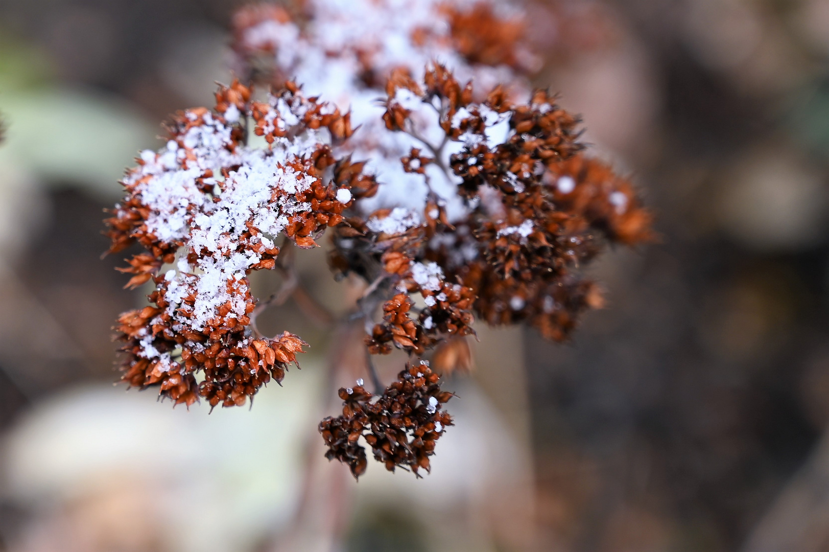 snow flower