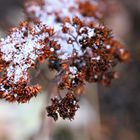 snow flower