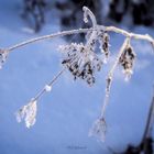 snow flower