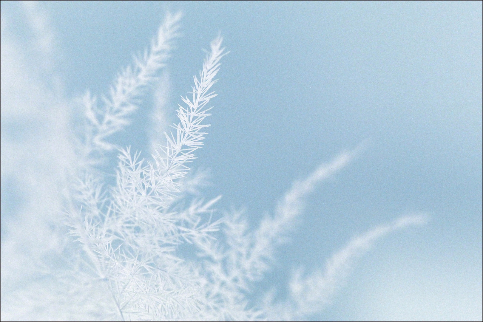 snow flowers