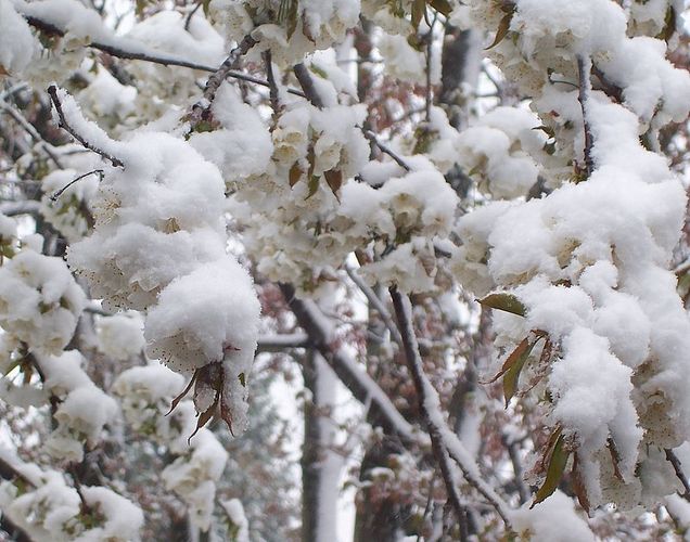 Snow Flowers