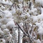 Snow Flowers