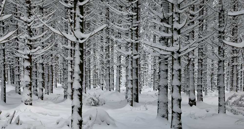 Snow Forest