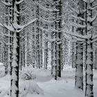 Snow Forest