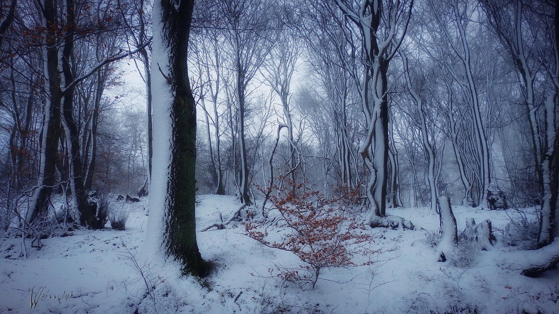 Snow Forest